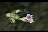 易生木-花03.JPG