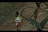 易生木-花05.JPG