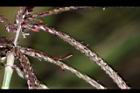 星草-花11.JPG