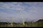 星草-花序02.JPG