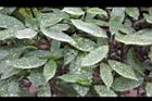 星點珊瑚-葉01.JPG
