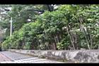 春不老09.JPG