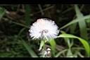 昭和草-實03.jpg