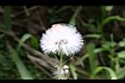 昭和草-實01.jpg