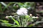昭和草-實16.jpg