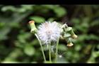 昭和草-實21.jpg