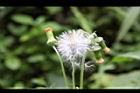 昭和草-實22.jpg