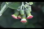 昭和草-花14.jpg