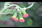 昭和草-花15.jpg