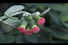 昭和草-花17.jpg