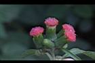 昭和草-花18.jpg