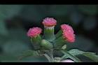 昭和草-花19.jpg