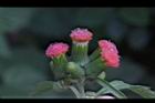 昭和草-花20.jpg