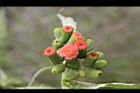 昭和草-花23.jpg