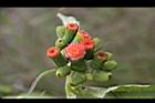 昭和草-花24.jpg