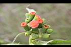 昭和草-花25.jpg