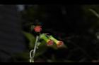 昭和草-花30.JPG