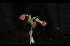 昭和草-花31.JPG