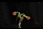 昭和草-花32.JPG