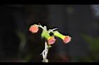 昭和草-花33.JPG