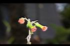 昭和草-花35.JPG