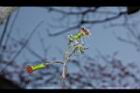 昭和草-花36.JPG