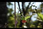 昭和草-花37.JPG