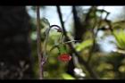 昭和草-花38.JPG
