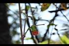 昭和草-花39.JPG