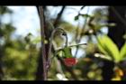昭和草-花40.JPG