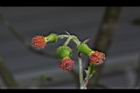 昭和草-花41.JPG