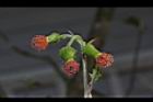 昭和草-花42.JPG