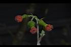 昭和草-花43.JPG