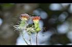 昭和草-花44.JPG