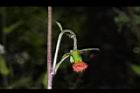 昭和草-花45.JPG