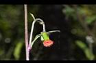 昭和草-花46.JPG