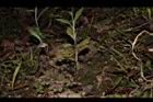 昭和草-莖14.JPG