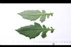 昭和草-葉01.JPG