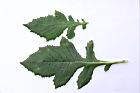 昭和草-葉09.JPG