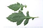 昭和草-葉12.JPG