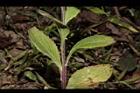 昭和草-葉序06.JPG
