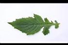 昭和草-葉正05.JPG
