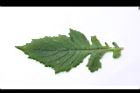 昭和草-葉正06.JPG