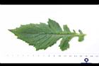 昭和草-葉正08.JPG