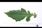 昭和草-葉正09.JPG
