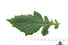 昭和草-葉正10.JPG