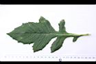 昭和草-葉正12.JPG