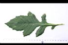 昭和草-葉正13.JPG