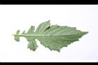 昭和草-葉背05.JPG
