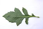 昭和草-葉背12.JPG